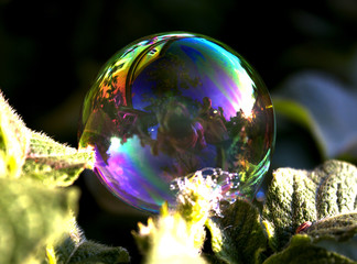 bubble1
