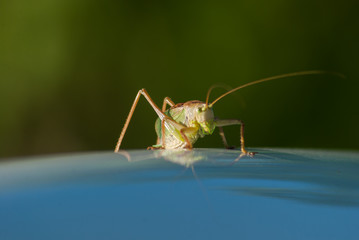 Grasshopper green Big