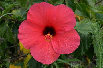 Eibisch/Hibiscus  © wendi1402