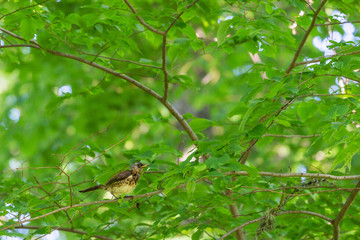 Fieldfare sitting on a branch in a tree