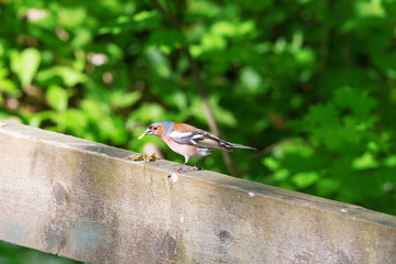 Chaffinch with a caterpillar