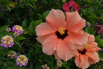 Hibiscus © wendi1402