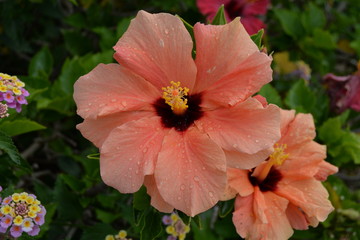 Hibiskus/Eibisch  © wendi1402