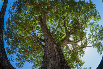 big tree in nature, growth tree