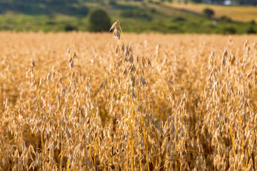 Ripe corn field in summer