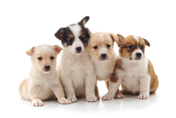 Group little puppies.