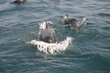 Fototapeta premium Pilot Whale / Grindwale Straße von Gibraltar