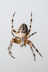 The spider sits on a cobweb in anticipation of a victim