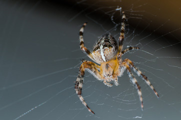 The spider sits on a cobweb in anticipation of a victim