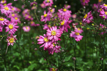 Anemone hupehensis var.  japonica Pamina / Anemone hybrida