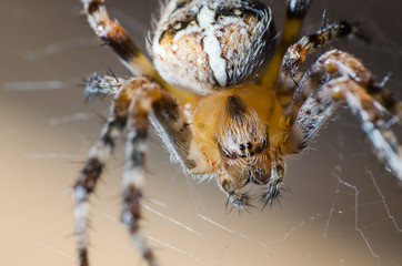 The spider sits on a cobweb in anticipation of a victim