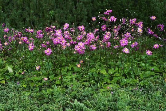Anemone hupehensis var.  japonica Pamina / Anemone hybrida