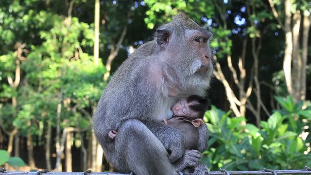 Monkey family at sacred monkey forest in Ubud, island Bali, Indonesia. Close up