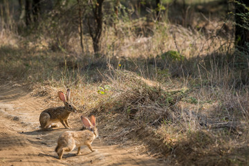 Indian Hare or Black Naped Hare or Lepus nigricollis pair playful on jungle track in early morning sunlight at ranthambore national park, rajasthan, india