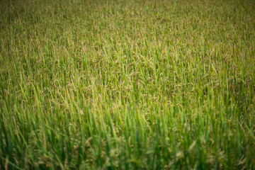 rice field in farm, closesup rice field.