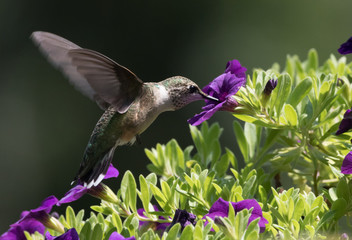 Hummingbird in garden