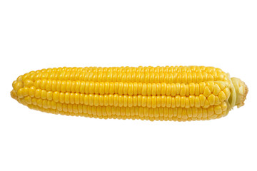 Yellow corn isolated on white background. Copyspace.