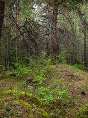 Forest trees, sunlight in nature, summer landscape