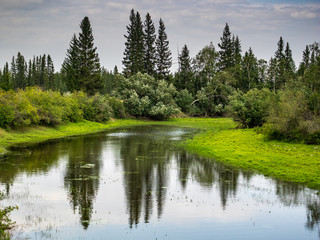 forest in sunny day
