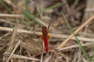 libellula su un ramo secco