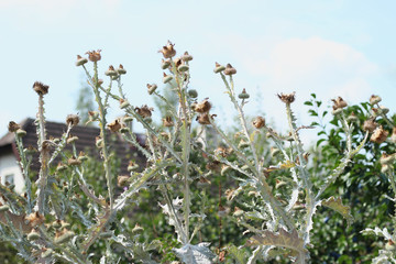 Out of bloom blossoms of thistle. Very decorative.