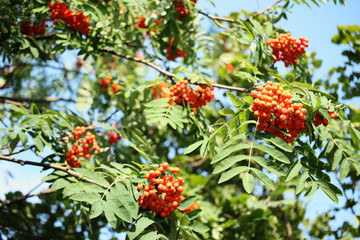 Orange berries of rowan on the branch. Juicy. Bird food. 