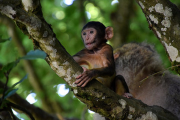 Young Barbary macaque (Macaca sylvanus) climbing on tree, female monkey behind
