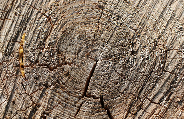 Wooden texture. Cut trunk from close-up. Annual rings. 