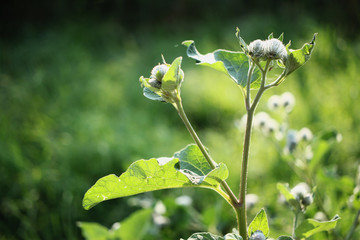 Thistle with bokeh background. 