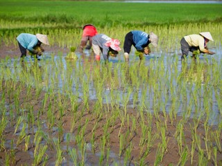 Agriculture in rice fields