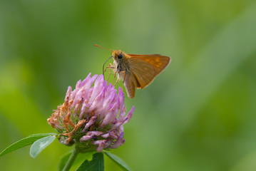 la farfalla prende il nettare dal fiore