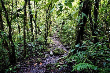 Path through the rain forest in Las Quebradas