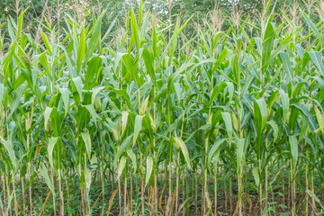 corn field, closeup
