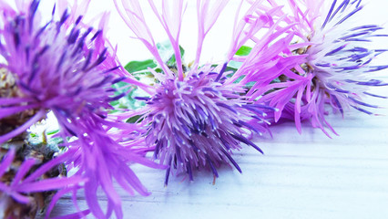 Beautiful cornflower flowers on wooden background. background.