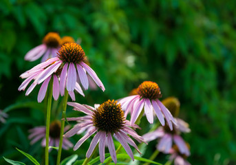 Blooming medicinal echinacea in a green summer garden