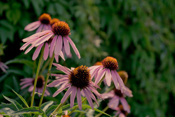 Medicinal echinacea in a green summer garden