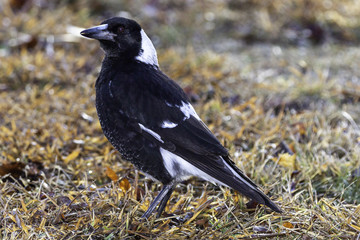 Juvenile Australian Magpie exploring its surroundings on 20180729 in Canberra