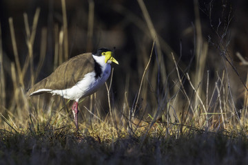 Masked_Lapwing_in_Canberra_stalking_20180729