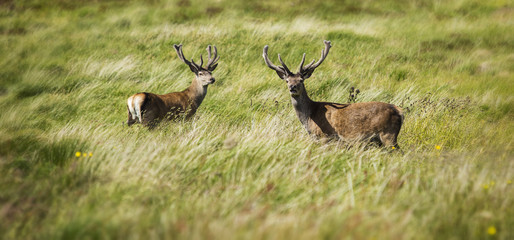 Wild Stags in the Scottish Highlands, Scotland, United Kingdom.