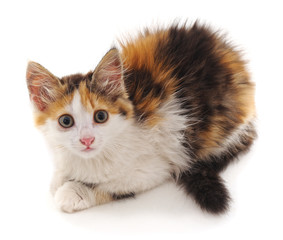 Beautiful red kitten.