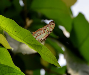 Little butterfly on a leaf, with green and grey pattern, with closed wings