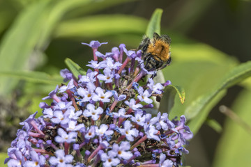bee on buddleia in bloom
