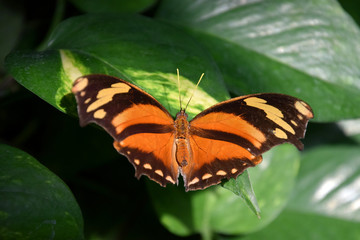 Orange-brown butterfly on green leaf, Danaus chrysippus, plain tiger butterfly with opened wings