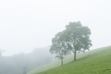 tree in foggy haze mist