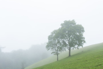 Fototapeta premium tree in foggy haze mist