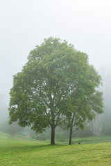 tree in foggy haze mist