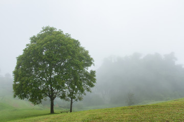 Fototapeta premium tree in foggy haze mist