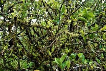 Mossy lime tree spotted in the Secret Gardens