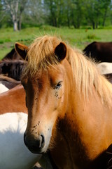 Obraz premium horse with field