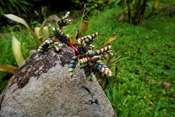 Green, blue and pink bromelia blossom spotted in the Secret Gardens